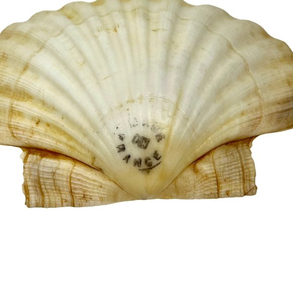 Scallop Baking Shells France Set of 8 Cuisine Crafts Decor - Picture 5 of 9